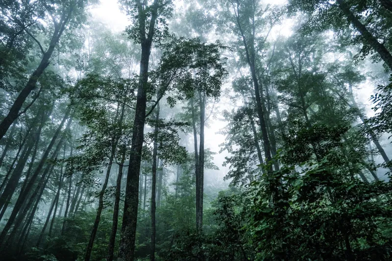 Lights, Camera, Howl: How Tennessee's Wildest Corners Became Hollywood's Favorite Monster Playground